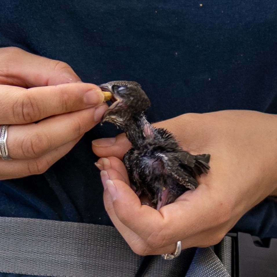 Nourrissage d'un jeune oiseau