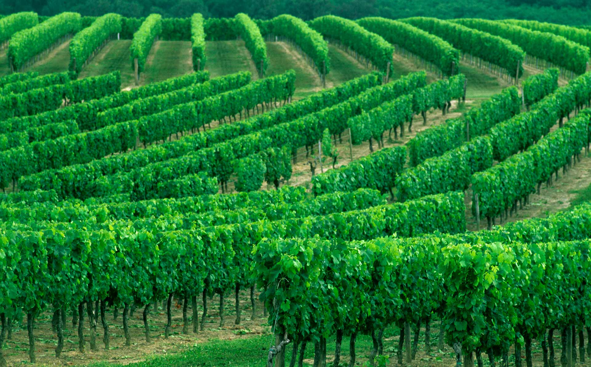 Photos d'illustration de vignoble