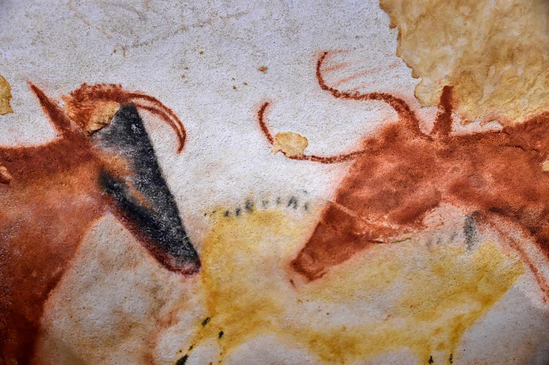 Photos d'illustration de Lascaux