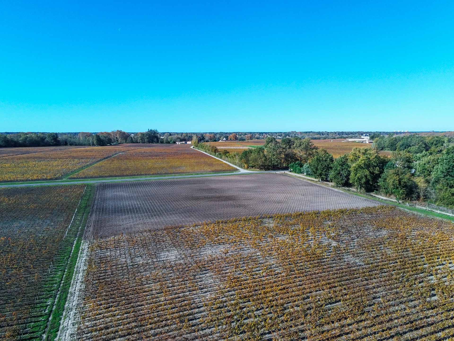 Photos d'illustration de vignobles à Léognan