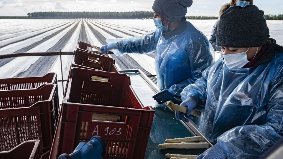 Ferme Feros dans les landes