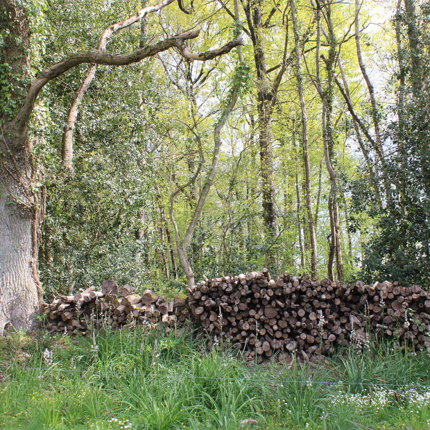 tas de bûches coupés dans la forêt