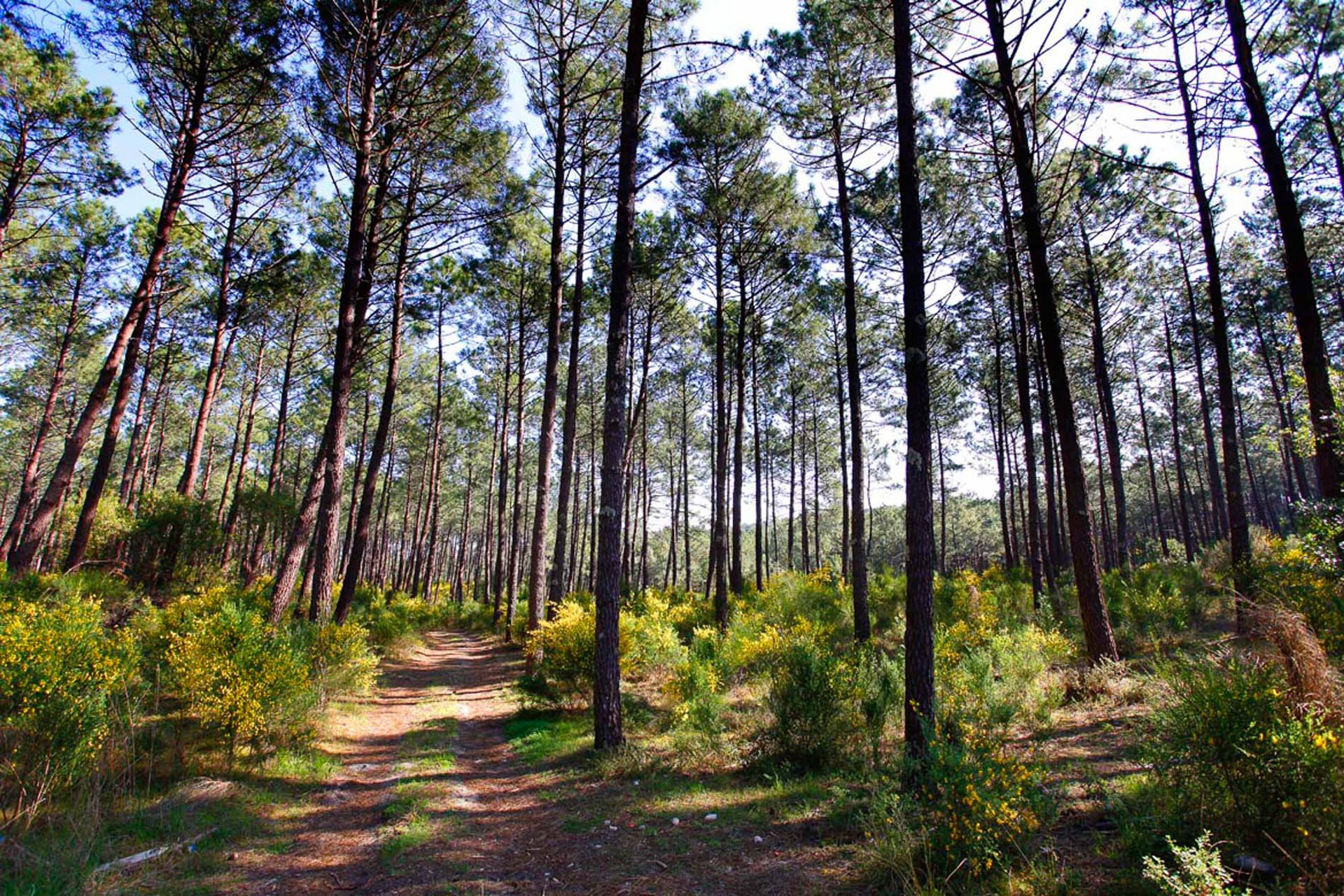 Forêt des Landes, Biscarosse