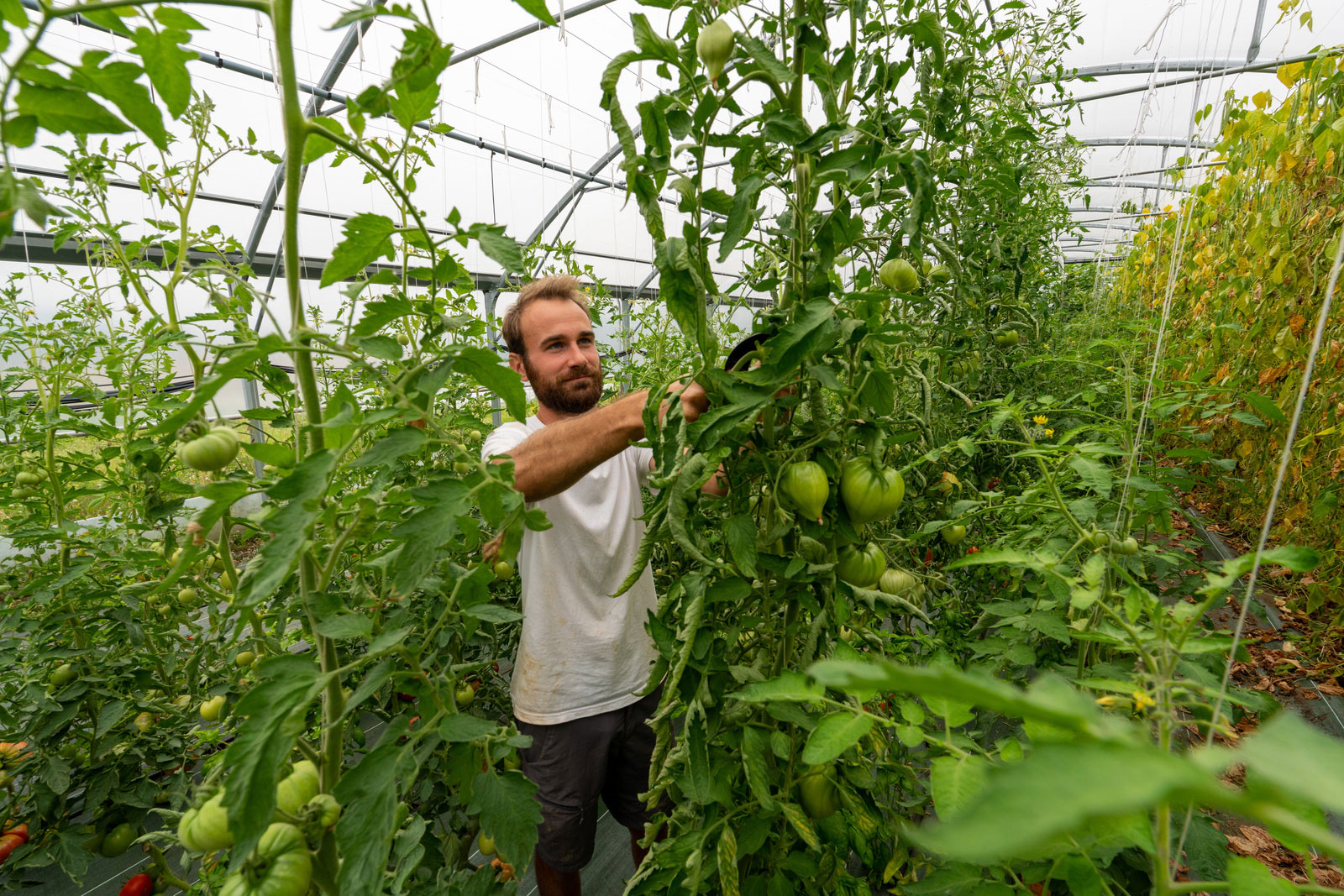 Espace test de maraichage bio à Verneuil-sur-Vienne