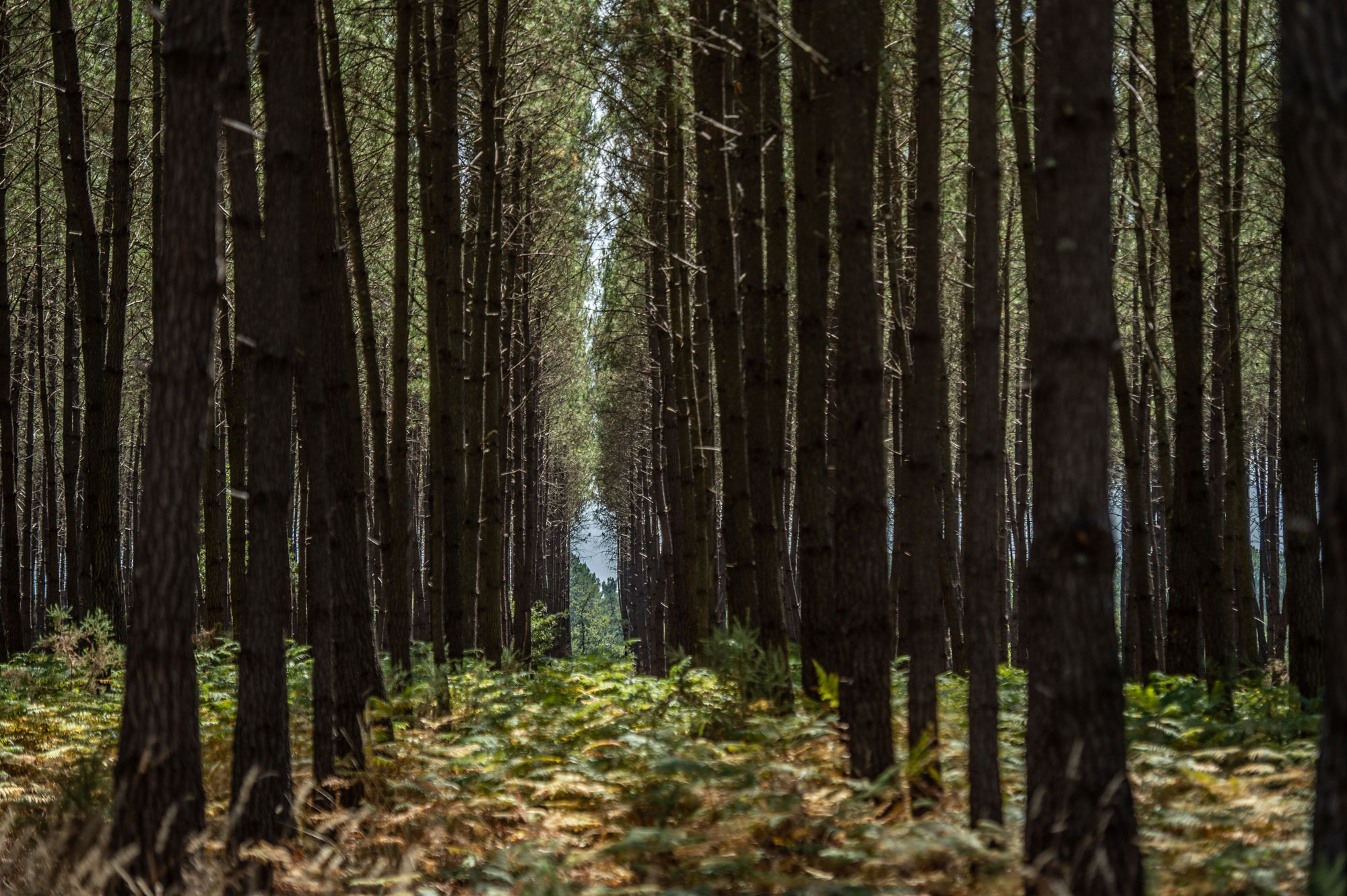 Parc Naturel Régional des Landes de Gascogne