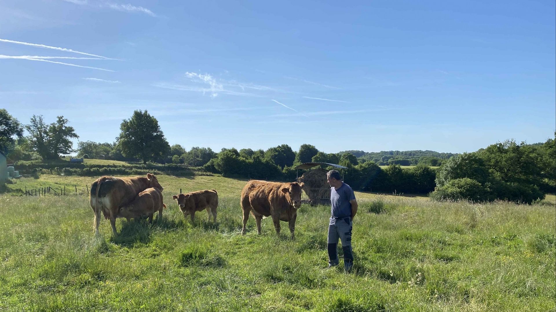 éleveur entourés de deux vaches et deux veaux