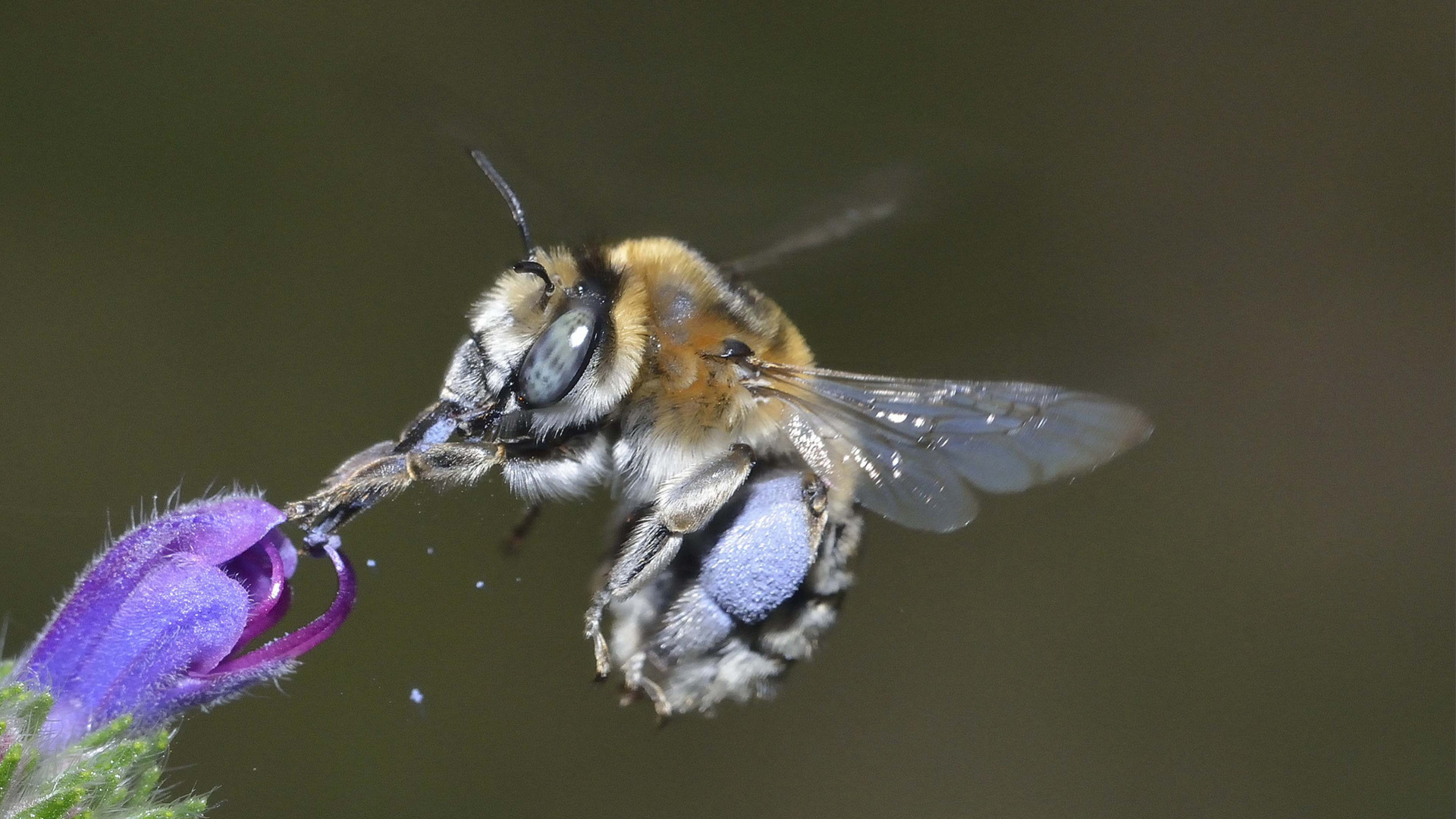 abeilles sauvages butinant une fleur violette 