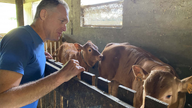 éleveur dans une étable avec deux vaches