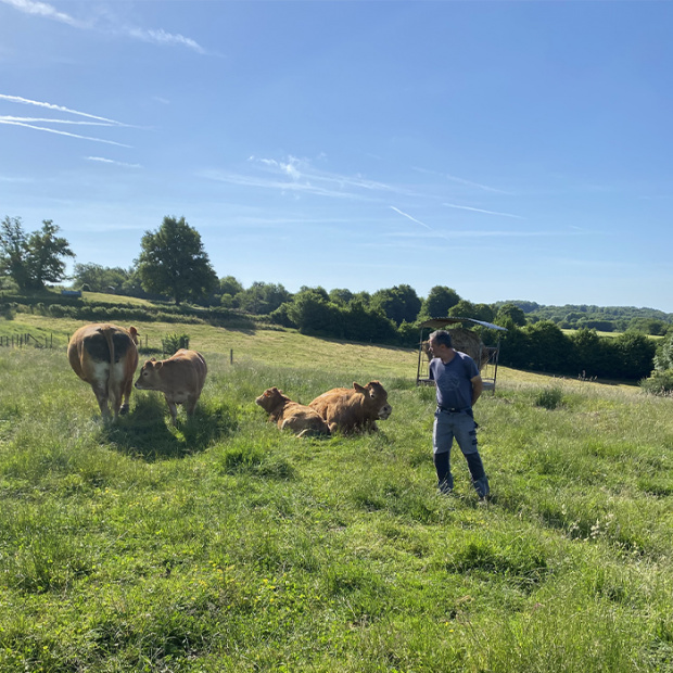 un éleveur entouré de ses vaches et veaux