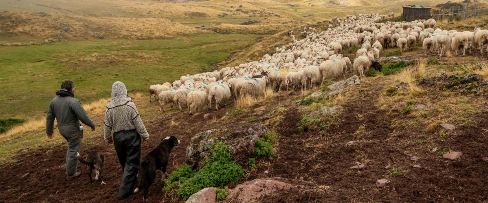 des bergers avec leur troupeau