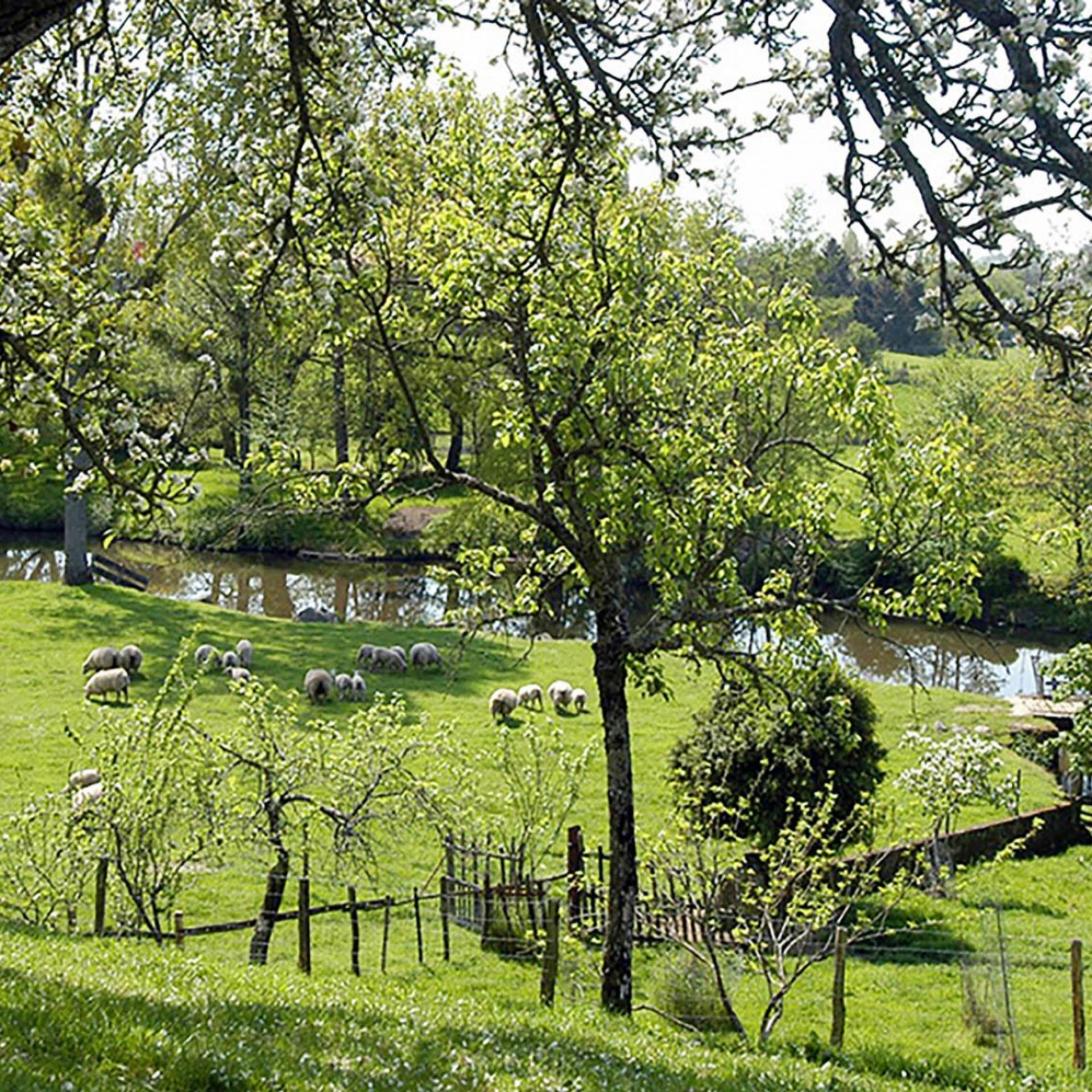 vue du champ avec des moutons