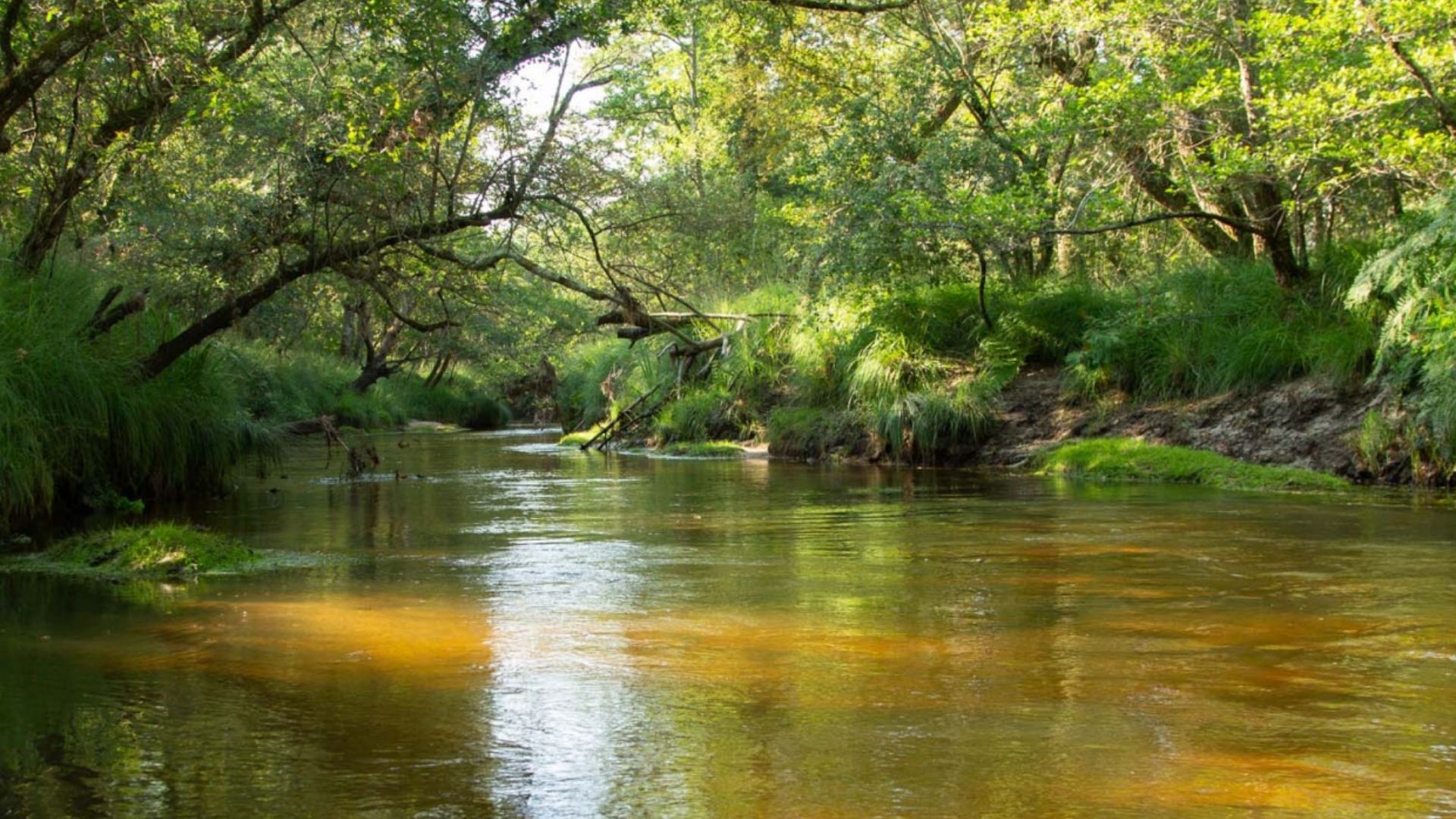 vue du rivière entourée d'arbre
