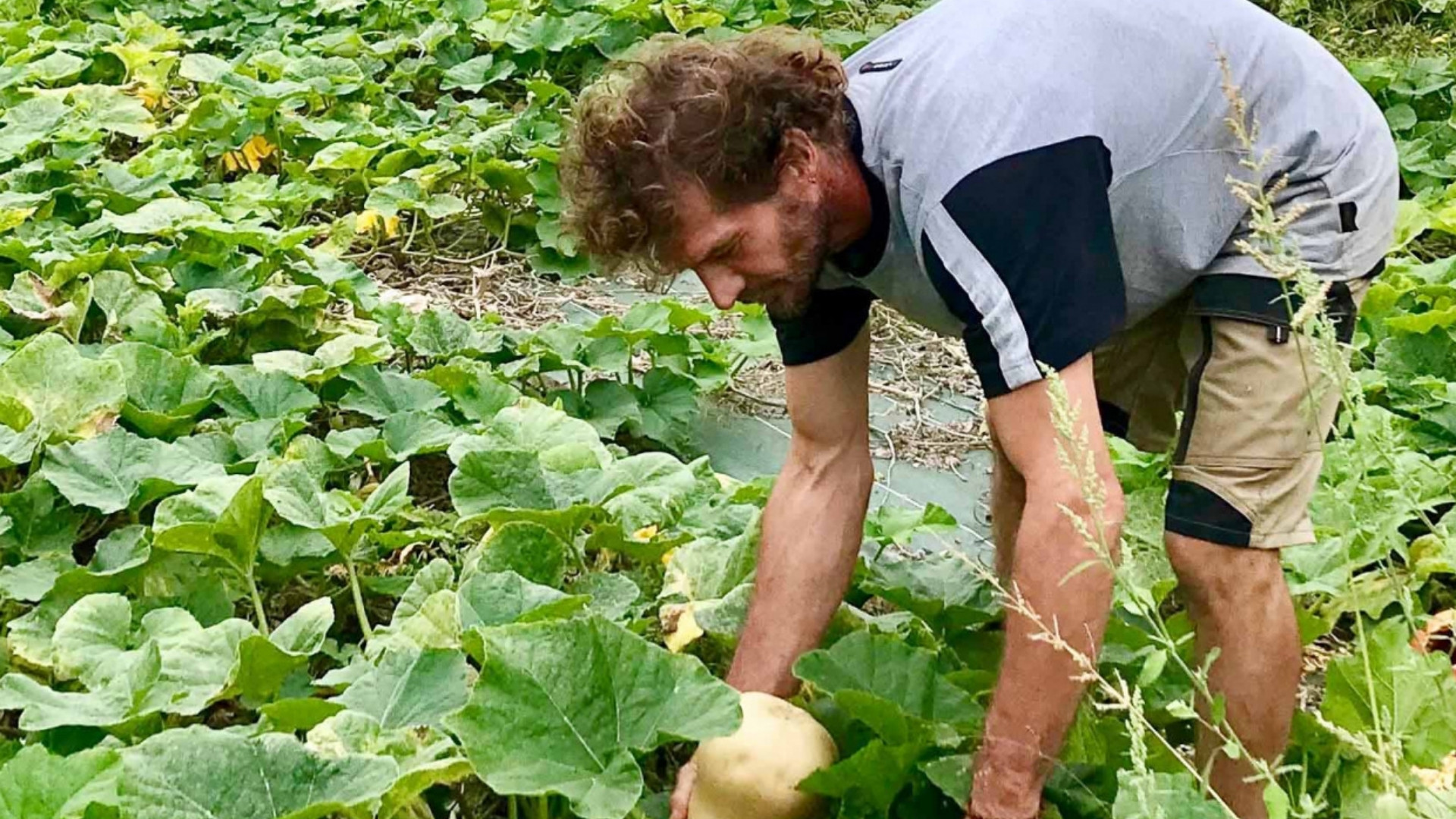 un maraîcher cueillant une courge