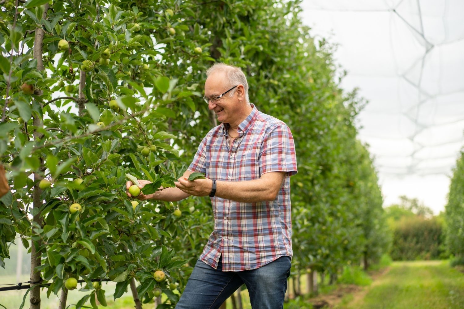 un homme dans une serre cueillant une pomme