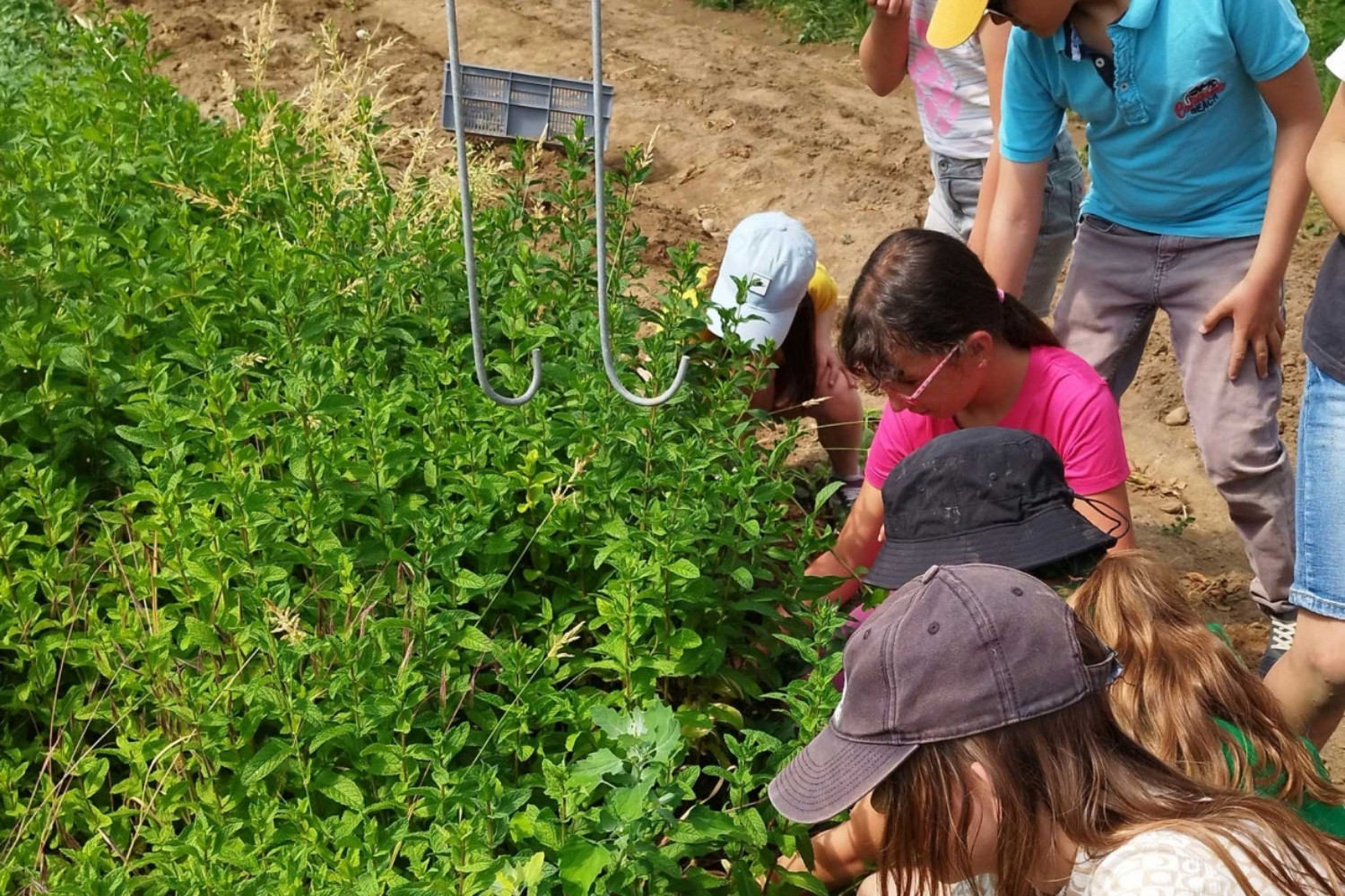 des enfants découvrant le potager