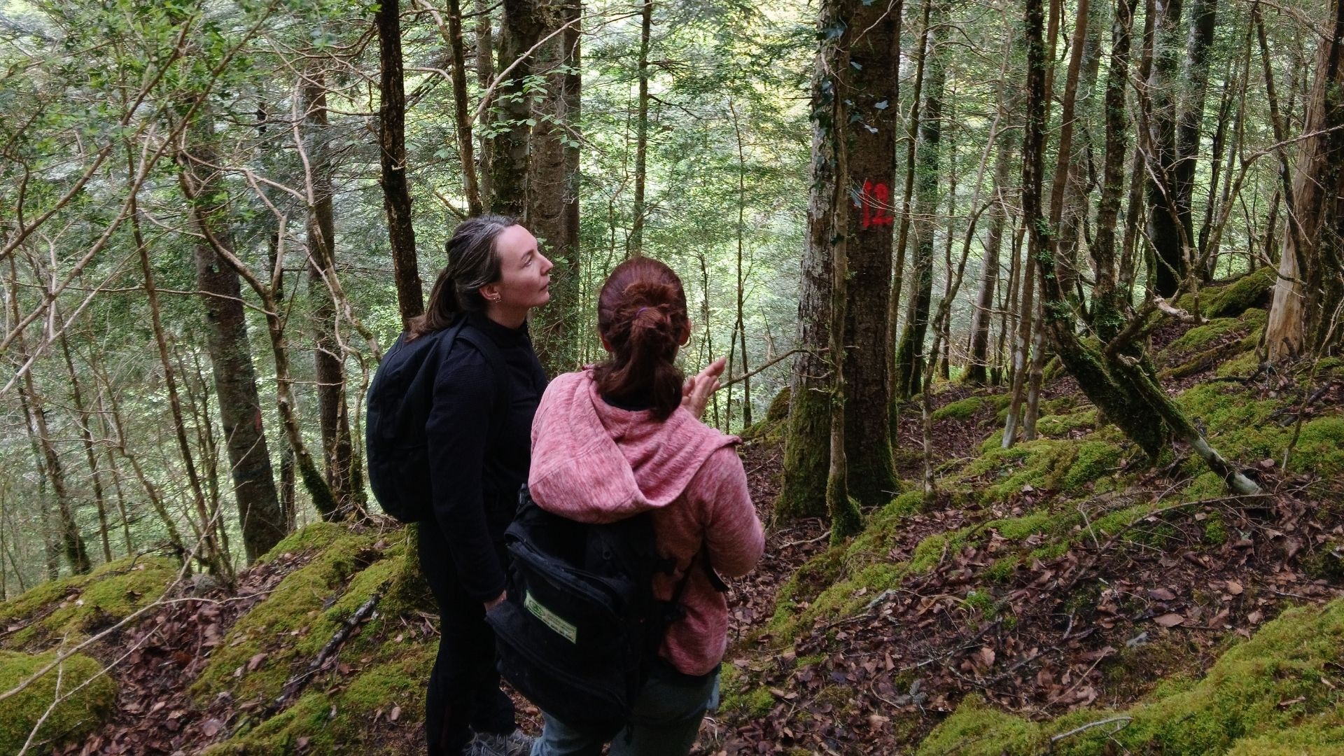 deux femmes regardant la cime des arbres