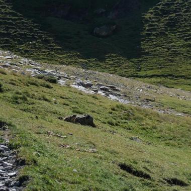 Cartographier la biodiversité dans les Pyrénées