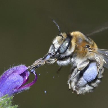 Protéger les abeilles sauvages : le projet Wild Bees