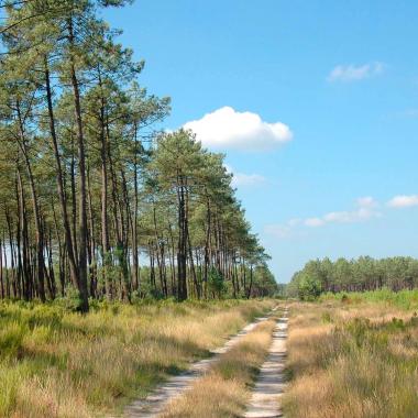 Haute Lande Armagnac