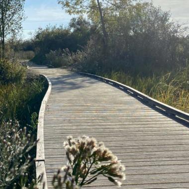 À La Rochelle, le marais de Tasdon rendu à la nature