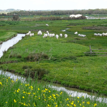 Brouage : Préserver la richesse du marais 