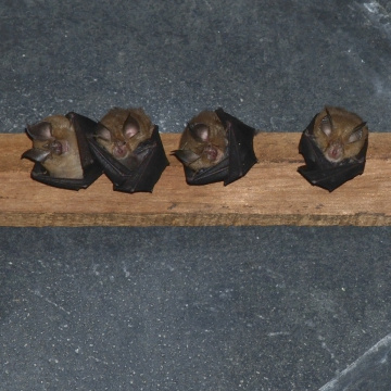 Heureux « oiseaux de nuit »