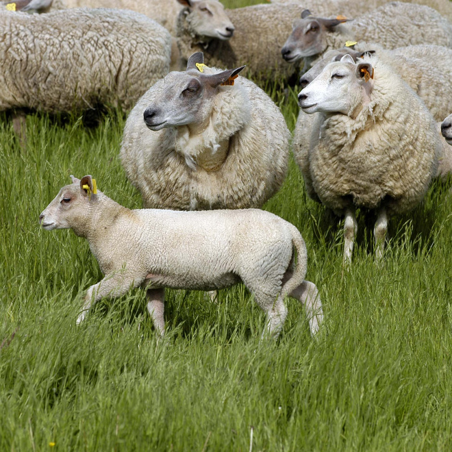 Alloue, faciliter l’accès aux terres