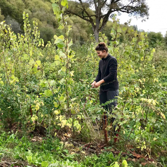 Les Jardins de Valojoulx ouvrent la Dordogne à l’agroforesterie