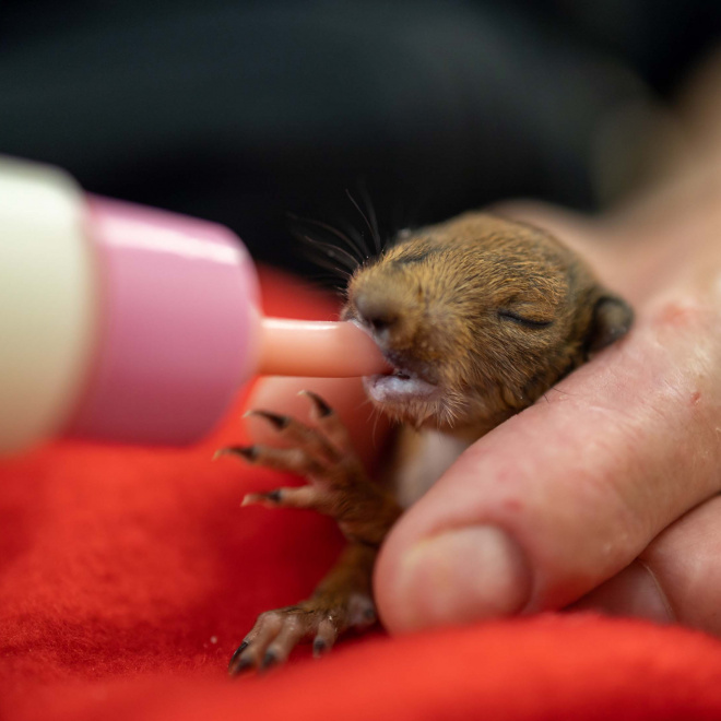 Aux Marais aux oiseaux, on sauve la faune sauvage