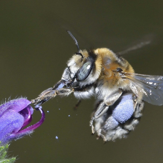 Protéger les abeilles sauvages : le projet Wild Bees